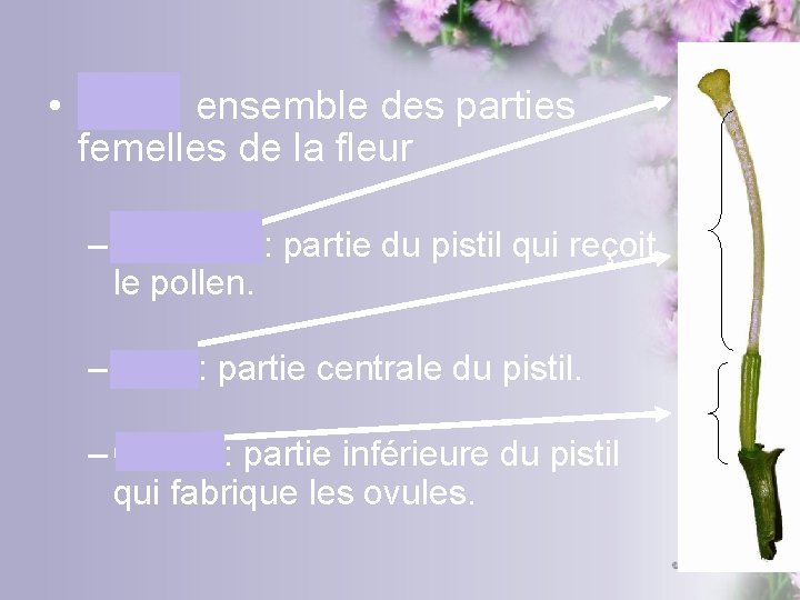  • Pistil: ensemble des parties femelles de la fleur – Stigmate: partie du