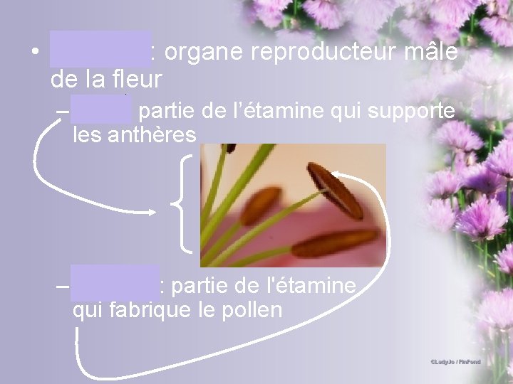  • Étamine: organe reproducteur mâle de la fleur – Filet : partie de