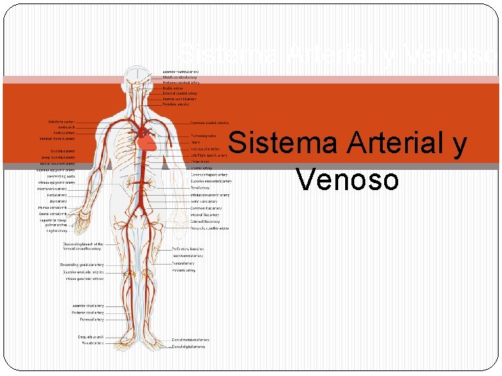 Sistema Arterial y Venoso 