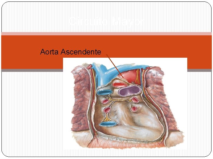 Circuito Mayor Aorta Ascendente 