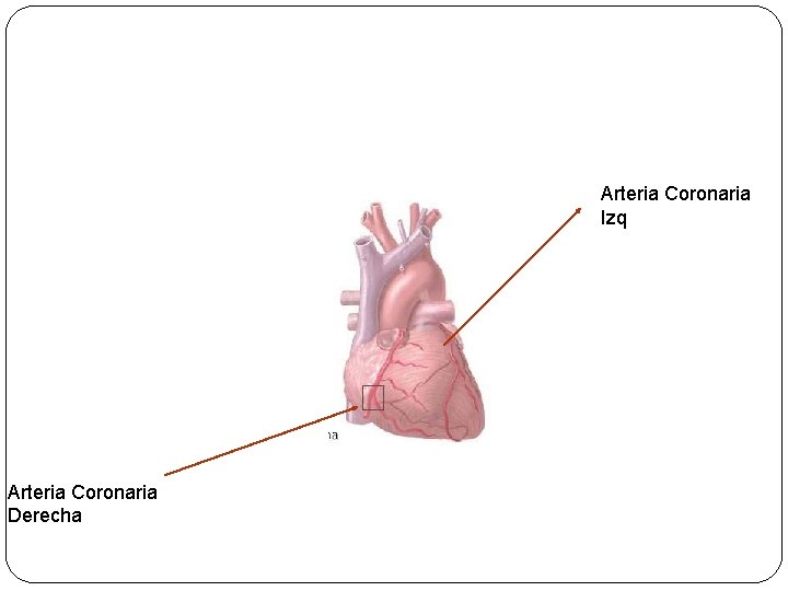 Arteria Coronaria Izq Arteria Coronaria Derecha 