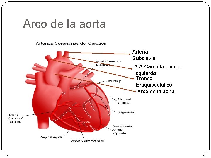 Arco de la aorta Arteria Subclavia A. A Carotida comun Izquierda Tronco Braquiocefálico Arco