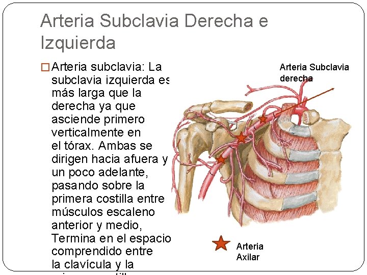 Arteria Subclavia Derecha e Izquierda � Arteria subclavia: La subclavia izquierda es más larga