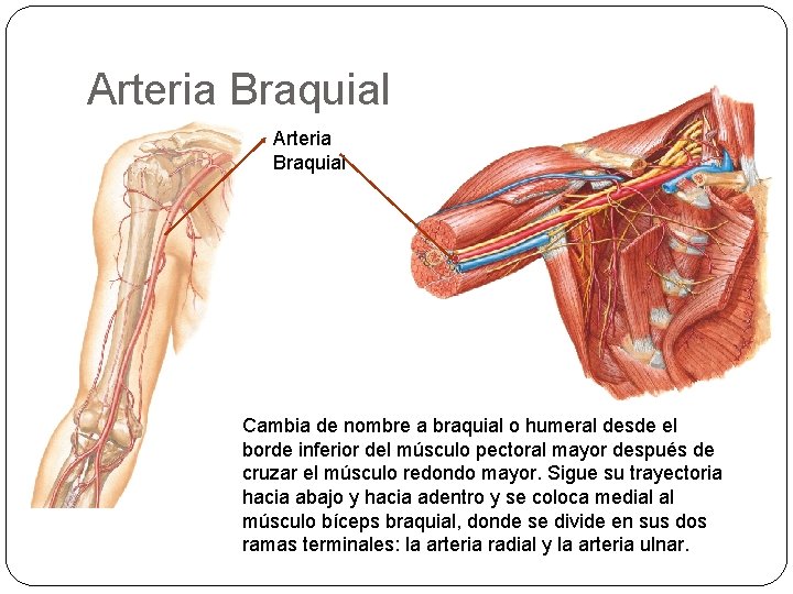 Arteria Braquial Cambia de nombre a braquial o humeral desde el borde inferior del