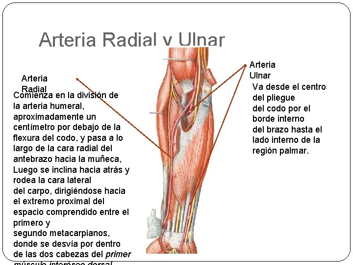 Arteria Radial y Ulnar Arteria Radial Comienza en la división de la arteria humeral,