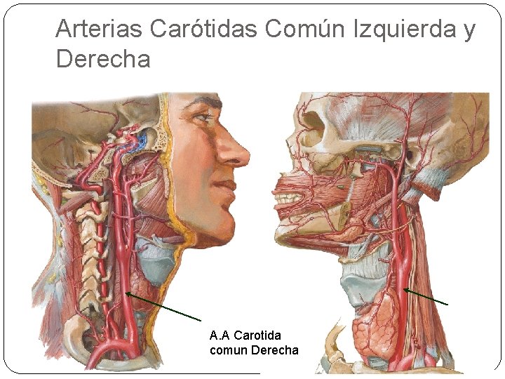 Arterias Carótidas Común Izquierda y Derecha A. A Carotida comun Derecha 