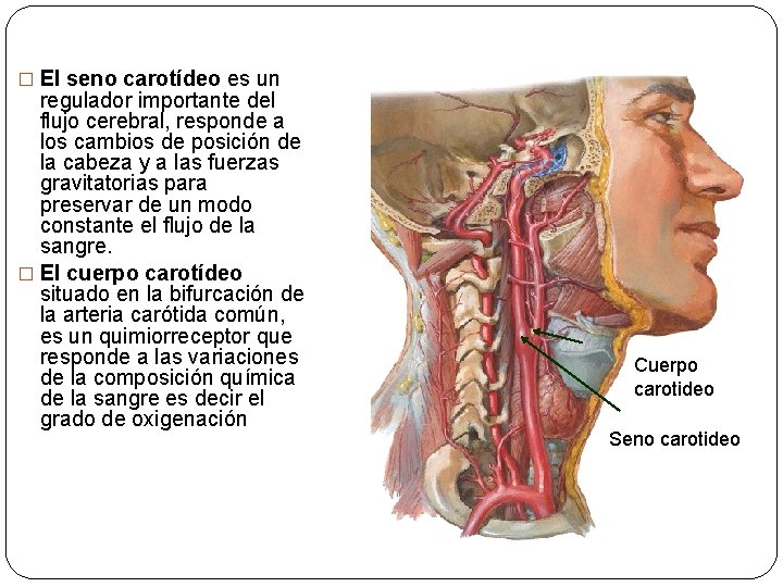 � El seno carotídeo es un regulador importante del flujo cerebral, responde a los