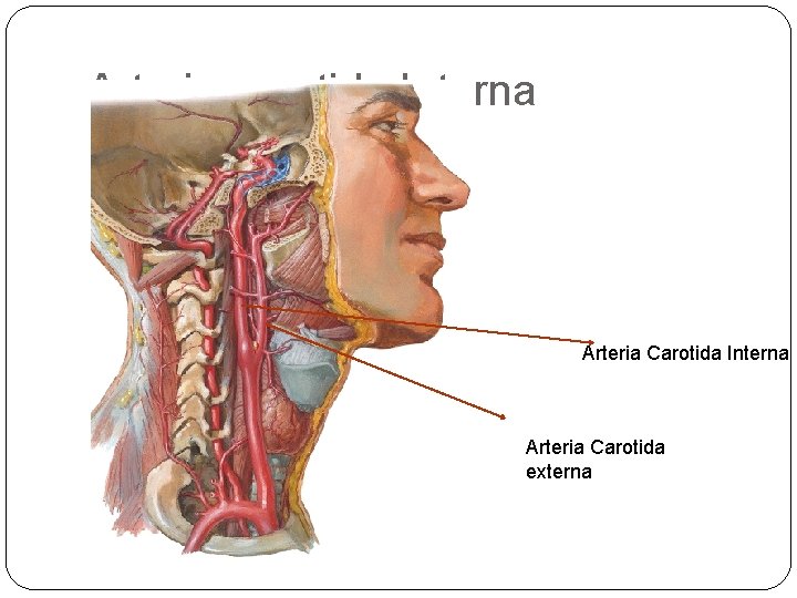 Arteria carotida Interna Arteria Carotida externa 