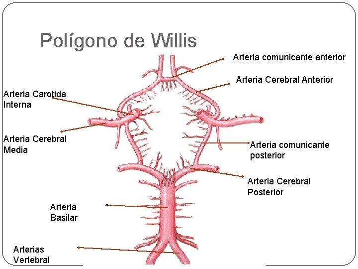 Polígono de Willis Arteria comunicanterior Arteria Cerebral Anterior Arteria Carotida Interna Arteria Cerebral Media