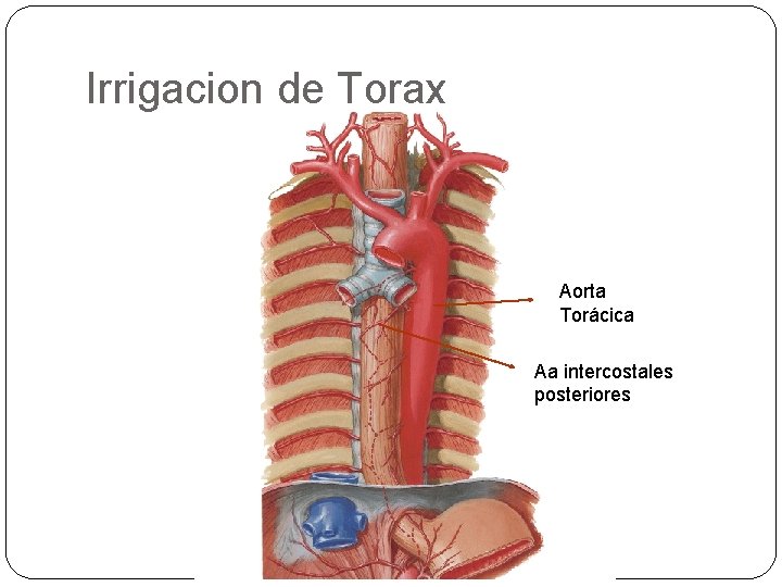 Irrigacion de Torax Aorta Torácica Aa intercostales posteriores 