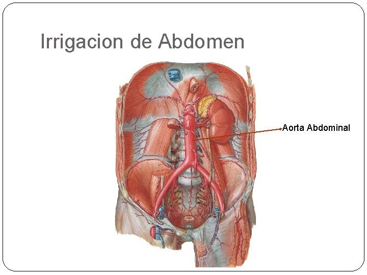 Irrigacion de Abdomen Aorta Abdominal 