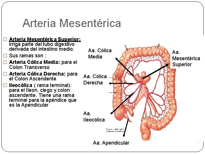 Arteria Mesentérica � Arteria Mesentérica Superior: � � irriga parte del tubo digestivo derivada