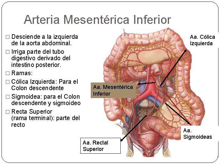 Arteria Mesentérica Inferior � Desciende a la izquierda de la aorta abdominal. � Irriga
