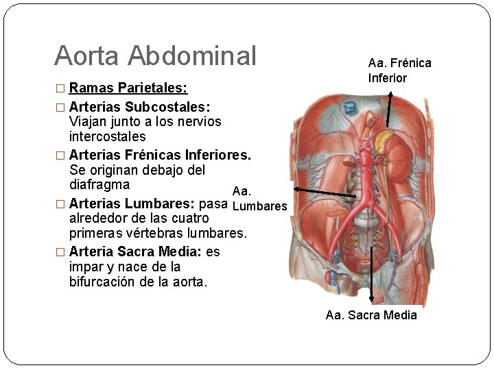 Aorta Abdominal � Ramas Parietales: Aa. Frénica Inferior � Arterias Subcostales: Viajan junto a