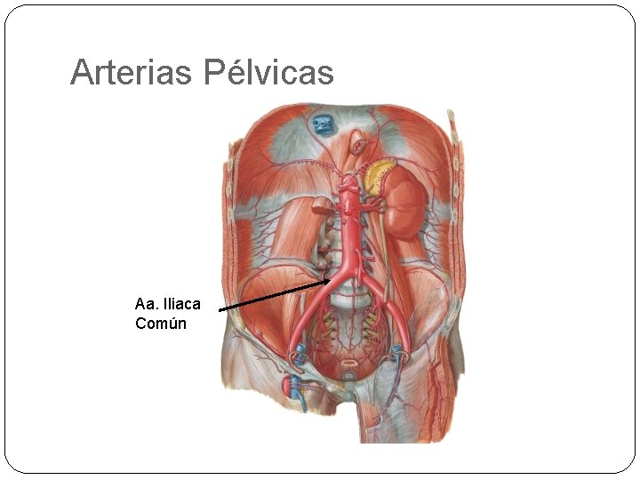 Arterias Pélvicas Aa. Iliaca Común 