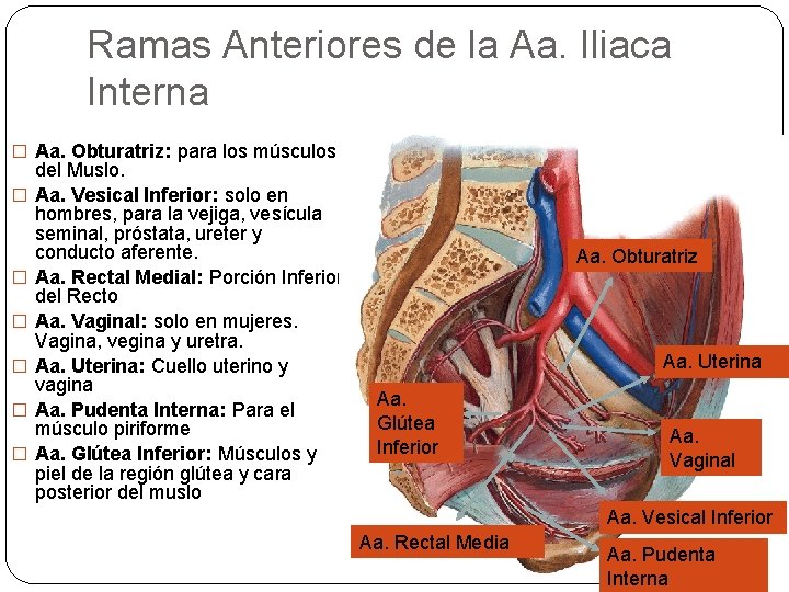 Ramas Anteriores de la Aa. Iliaca Interna � Aa. Obturatriz: para los músculos �