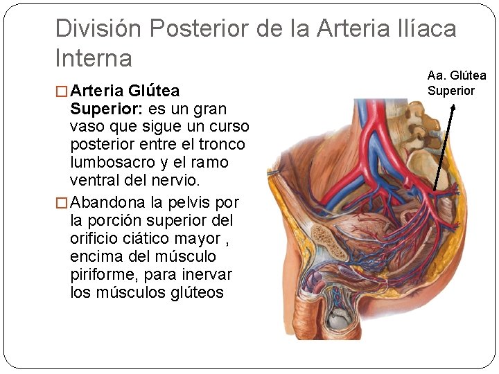 División Posterior de la Arteria Ilíaca Interna � Arteria Glútea Superior: es un gran