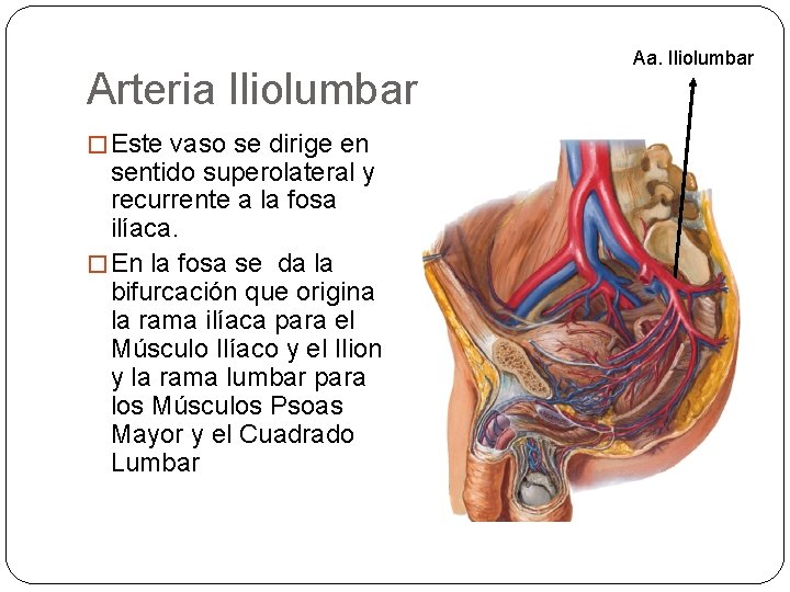 Arteria Iliolumbar � Este vaso se dirige en sentido superolateral y recurrente a la