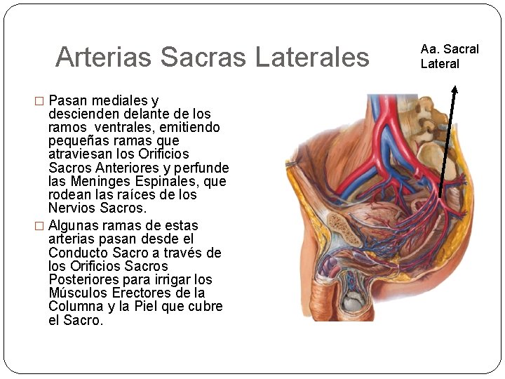 Arterias Sacras Laterales � Pasan mediales y descienden delante de los ramos ventrales, emitiendo