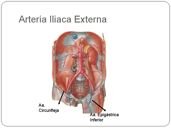 Arteria Iliaca Externa Aa. Circunfleja Aa. Epigástrica Inferior 