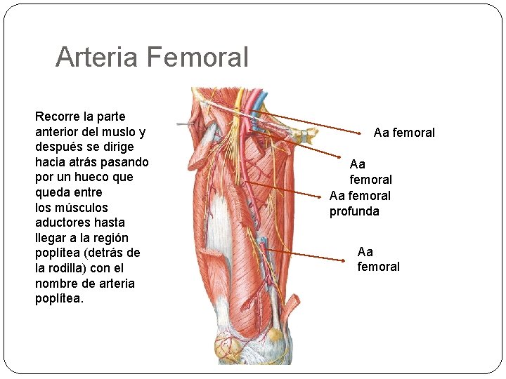 Arteria Femoral Recorre la parte anterior del muslo y después se dirige hacia atrás