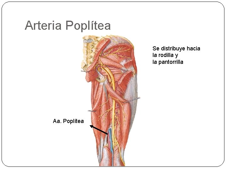 Arteria Poplítea Se distribuye hacia la rodilla y la pantorrilla Aa. Poplítea 