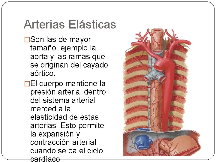 Arterias Elásticas �Son las de mayor tamaño, ejemplo la aorta y las ramas que