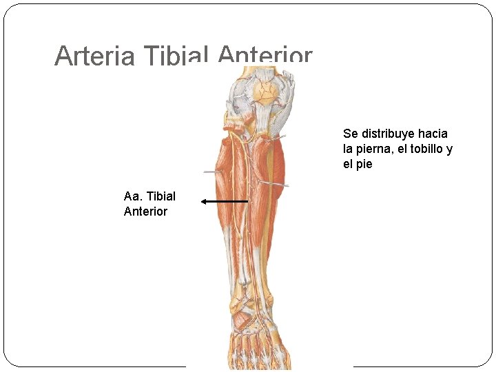 Arteria Tibial Anterior Se distribuye hacia la pierna, el tobillo y el pie Aa.