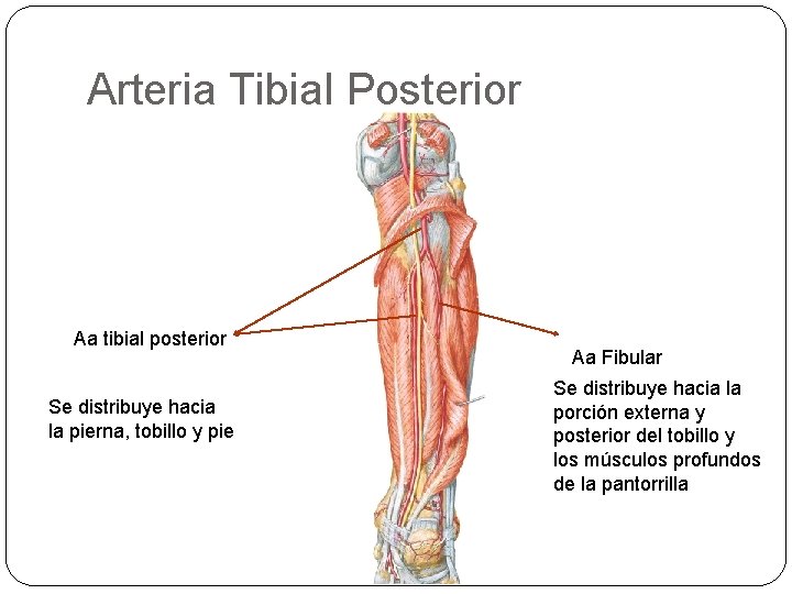 Arteria Tibial Posterior Aa tibial posterior Se distribuye hacia la pierna, tobillo y pie