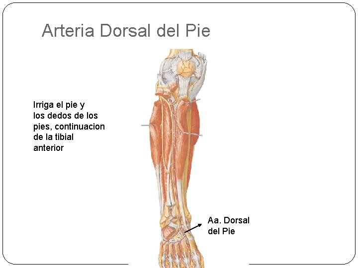 Arteria Dorsal del Pie Irriga el pie y los dedos de los pies, continuacion