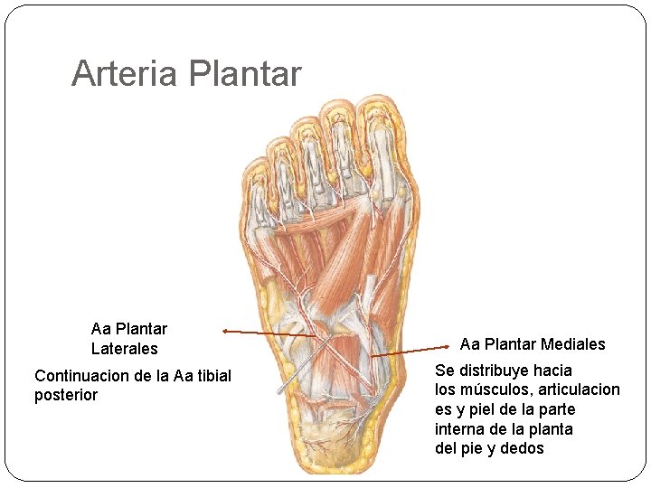 Arteria Plantar Aa Plantar Laterales Continuacion de la Aa tibial posterior Aa Plantar Mediales