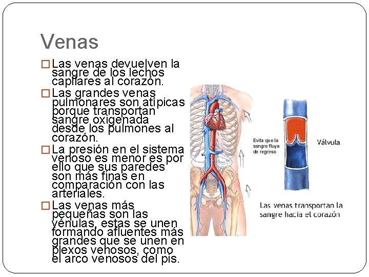 Venas � Las venas devuelven la sangre de los lechos capilares al corazón. �