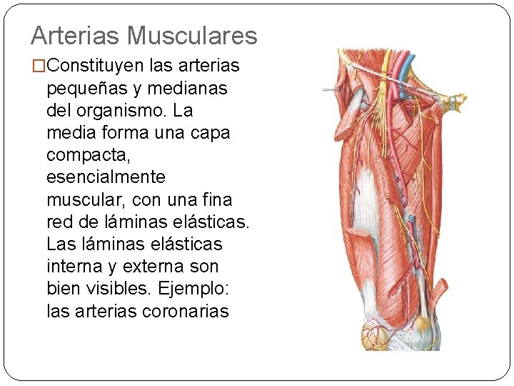 Arterias Musculares �Constituyen las arterias pequeñas y medianas del organismo. La media forma una