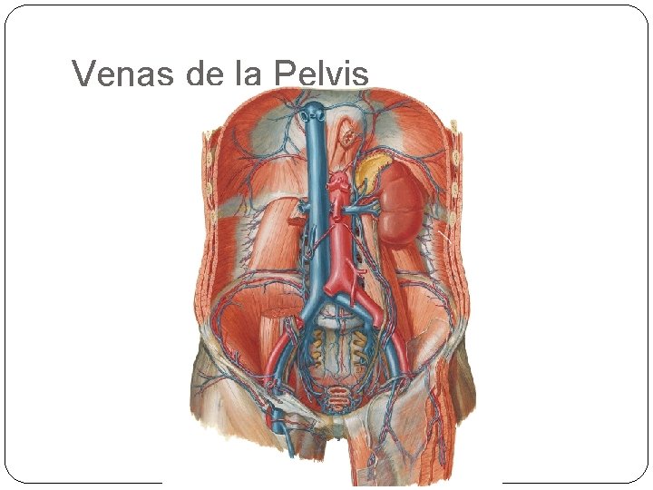 Venas de la Pelvis 