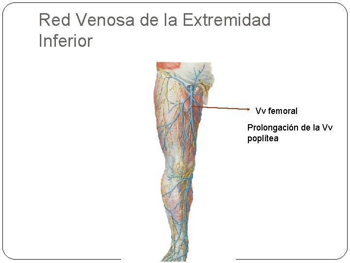 Red Venosa de la Extremidad Inferior Vv femoral Prolongación de la Vv poplítea 