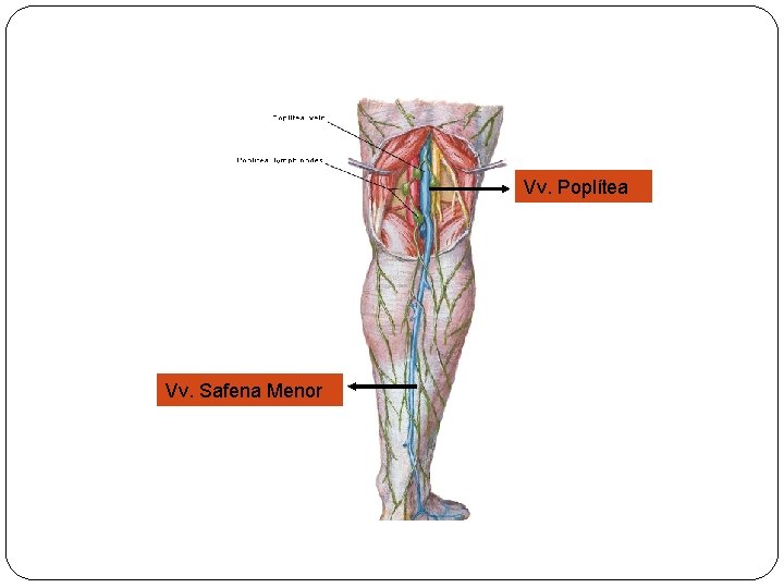 Vv. Poplítea Vv. Safena Menor 