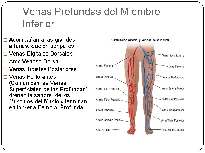 Venas Profundas del Miembro Inferior � Acompañan a las grandes arterias. Suelen ser pares.