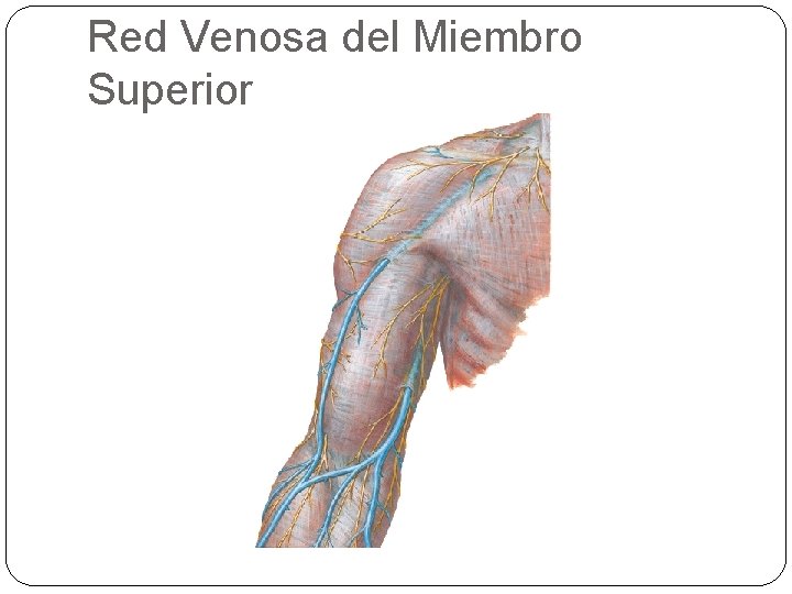 Red Venosa del Miembro Superior 