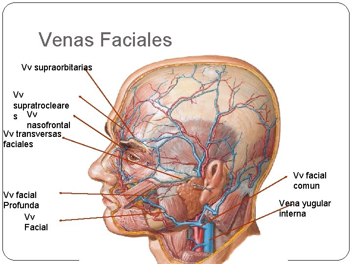 Venas Faciales Vv supraorbitarias Vv supratrocleare s Vv nasofrontal Vv transversas faciales Vv facial
