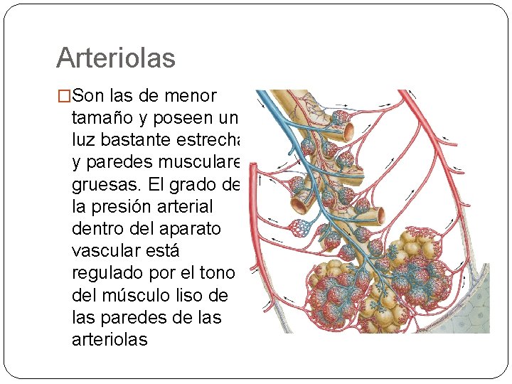Arteriolas �Son las de menor tamaño y poseen una luz bastante estrecha y paredes