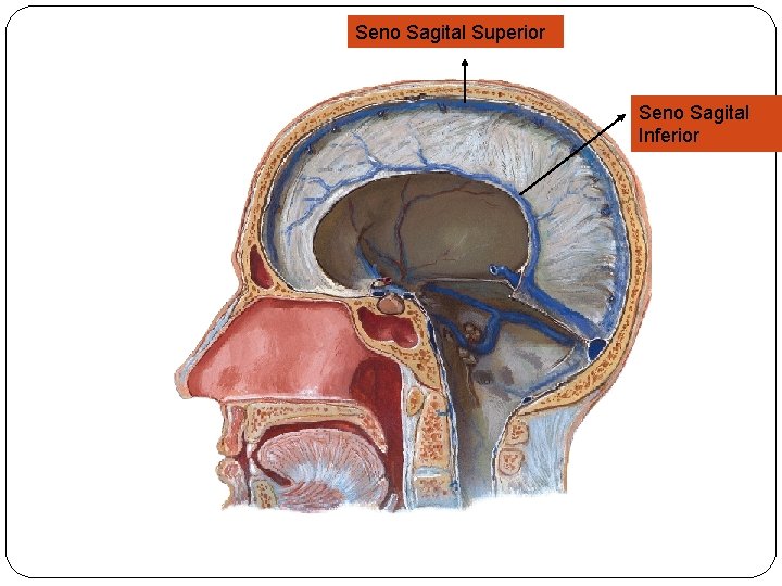 Seno Sagital Superior Seno Sagital Inferior 
