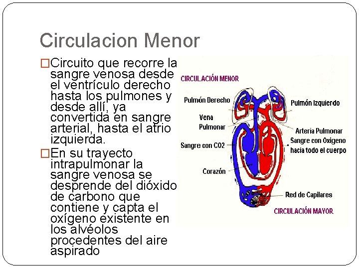 Circulacion Menor �Circuito que recorre la sangre venosa desde el ventrículo derecho hasta los
