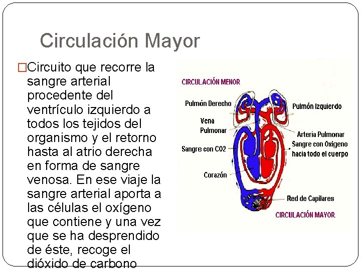 Circulación Mayor �Circuito que recorre la sangre arterial procedente del ventrículo izquierdo a todos