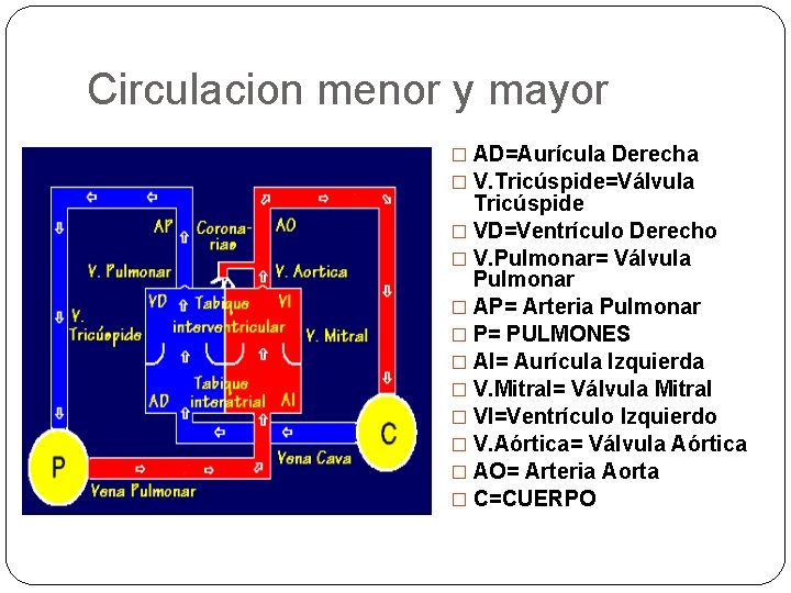 Circulacion menor y mayor � AD=Aurícula Derecha � V. Tricúspide=Válvula Tricúspide � VD=Ventrículo Derecho