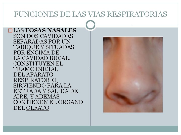 FUNCIONES DE LAS VIAS RESPIRATORIAS � LAS FOSAS NASALES SON DOS CAVIDADES SEPARADAS POR