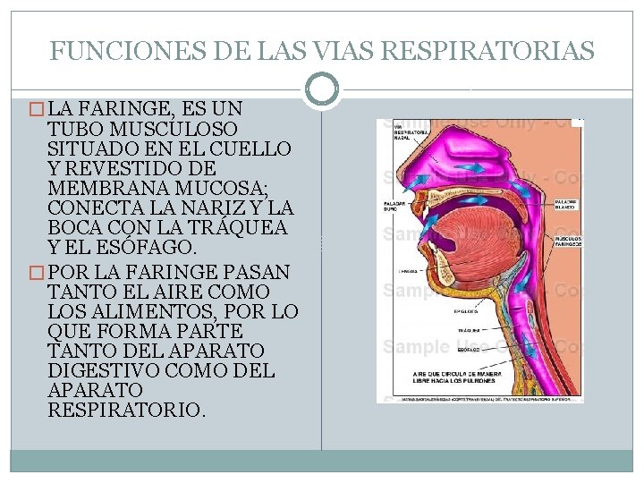 FUNCIONES DE LAS VIAS RESPIRATORIAS � LA FARINGE, ES UN TUBO MUSCULOSO SITUADO EN