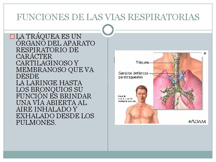 FUNCIONES DE LAS VIAS RESPIRATORIAS � LA TRÁQUEA ES UN ÓRGANO DEL APARATO RESPIRATORIO