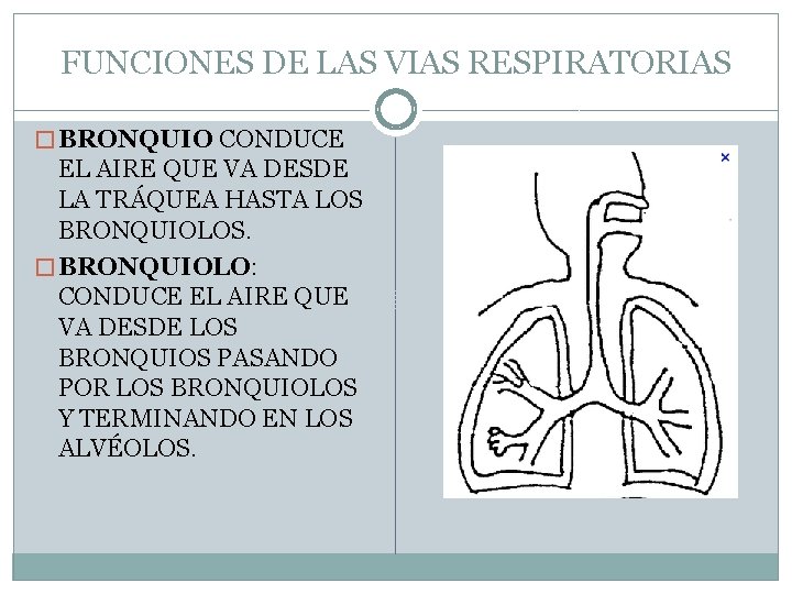 FUNCIONES DE LAS VIAS RESPIRATORIAS � BRONQUIO CONDUCE EL AIRE QUE VA DESDE LA