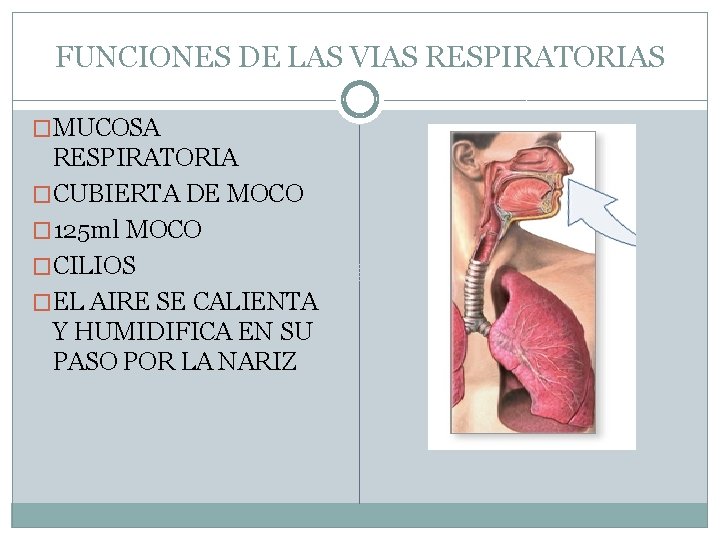 FUNCIONES DE LAS VIAS RESPIRATORIAS �MUCOSA RESPIRATORIA �CUBIERTA DE MOCO � 125 ml MOCO