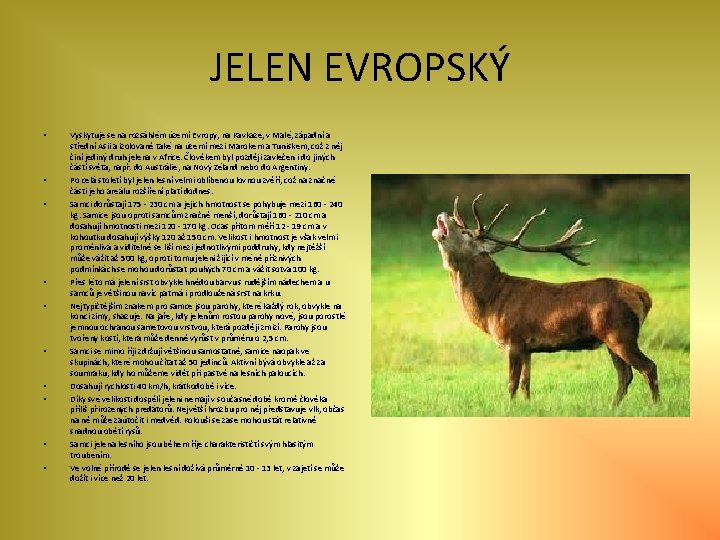 JELEN EVROPSKÝ • • • Vyskytuje se na rozsáhlém území Evropy, na Kavkaze, v